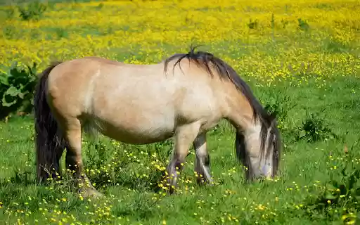 The horse is full in the field from Chrome web store to be run with OffiDocs Chromium online The horse is full in the field from Chrome web store to be run with OffiDocs Chromium online