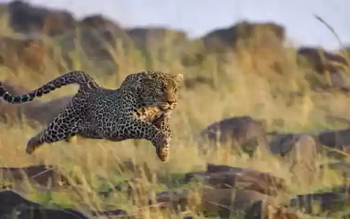 The Running Cheetah: Speed and Elegance in Motion from Chrome web store to be run with OffiDocs Chromium online The Running Cheetah: Speed and Elegance in Motion from Chrome web store to be run with OffiDocs Chromium online