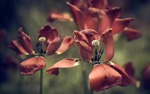 The tulips fade from Chrome web store to be run with OffiDocs Chromium online The tulips fade from Chrome web store to be run with OffiDocs Chromium online
