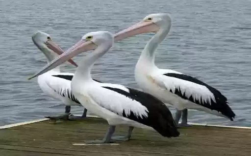 three pelicans wallpaper from Chrome web store to be run with OffiDocs Chromium online three pelicans wallpaper from Chrome web store to be run with OffiDocs Chromium online