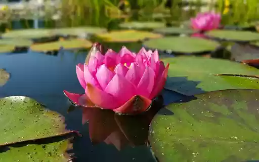 Underwater flower from Chrome web store to be run with OffiDocs Chromium online Underwater flower from Chrome web store to be run with OffiDocs Chromium online
