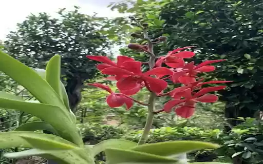 Vanda wallpaper from Chrome web store to be run with OffiDocs Chromium online Vanda wallpaper from Chrome web store to be run with OffiDocs Chromium online