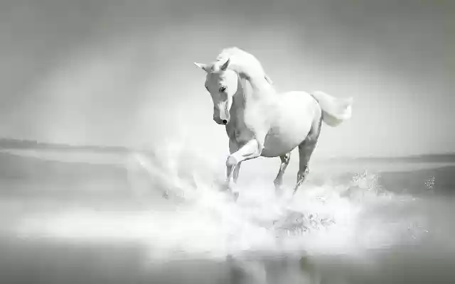 White Horse from Chrome web store to be run with OffiDocs Chromium online White Horse from Chrome web store to be run with OffiDocs Chromium online