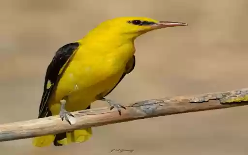 yellow feather bird wallpaper from Chrome web store to be run with OffiDocs Chromium online yellow feather bird wallpaper from Chrome web store to be run with OffiDocs Chromium online