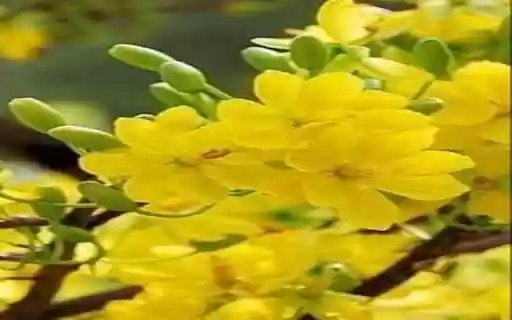 Yellow Primrose Wallpaper from Chrome web store to be run with OffiDocs Chromium online Yellow Primrose Wallpaper from Chrome web store to be run with OffiDocs Chromium online
